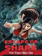 Escape of Shark